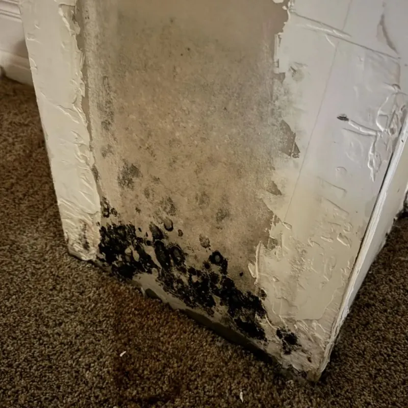 Professional Mold Removal in San Diego, TX